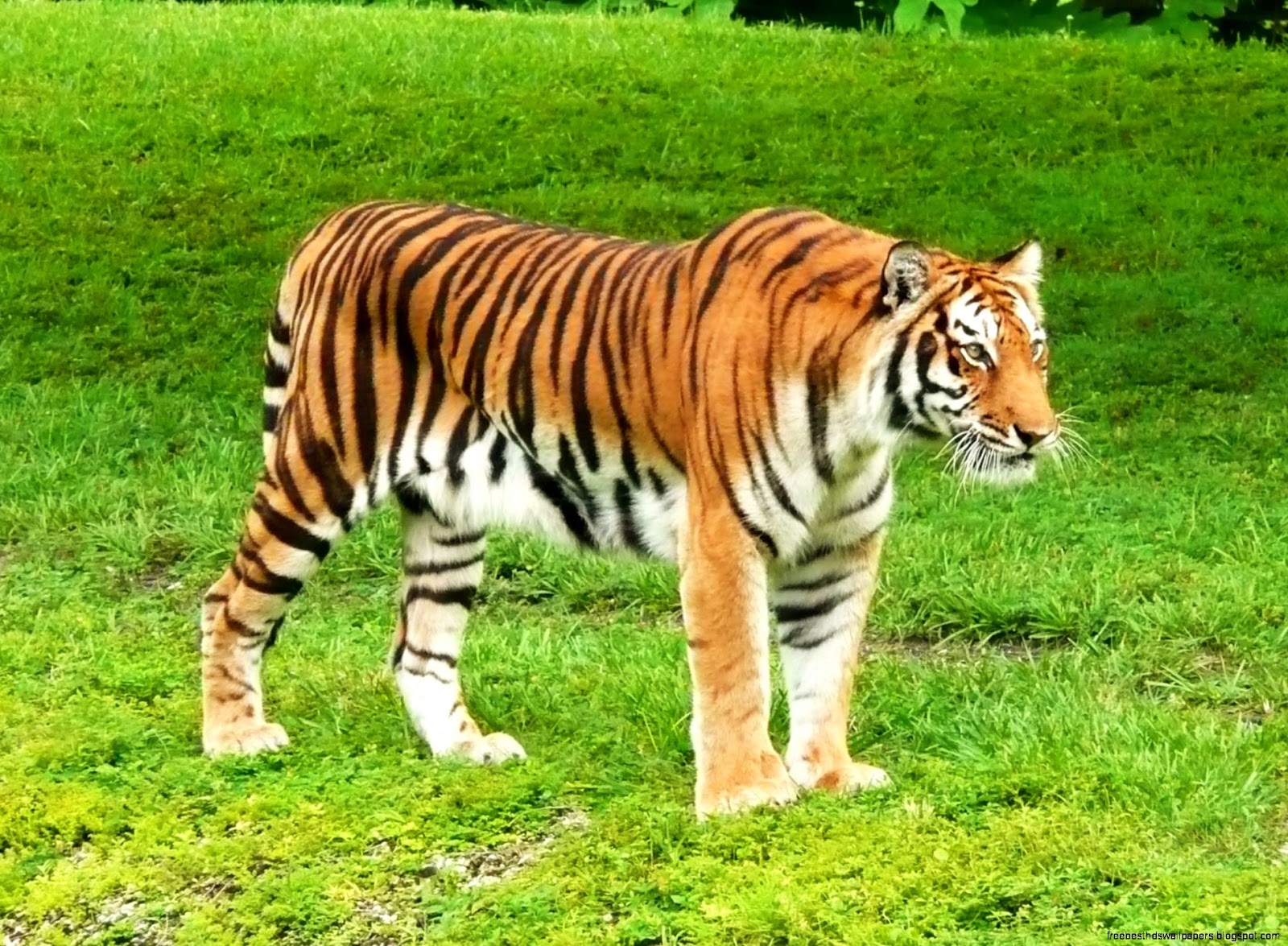 Animal Bengal Tiger Animal Bengal Tiger