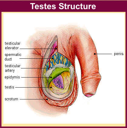 Testosterone in females