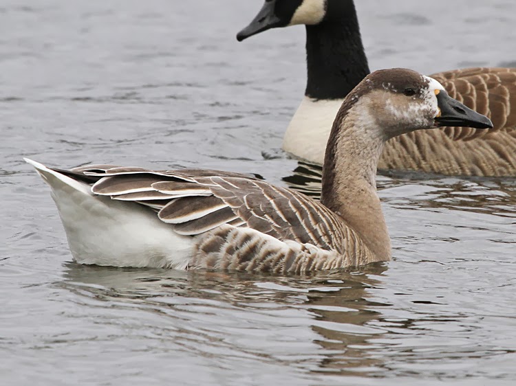 Bird Hybrids Swan Goose x Snow Goose
