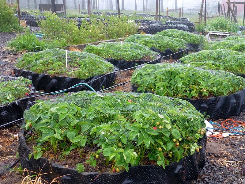 Rural Revolution the strawberries