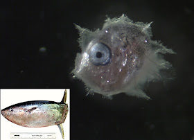 Slender sunfish larvae