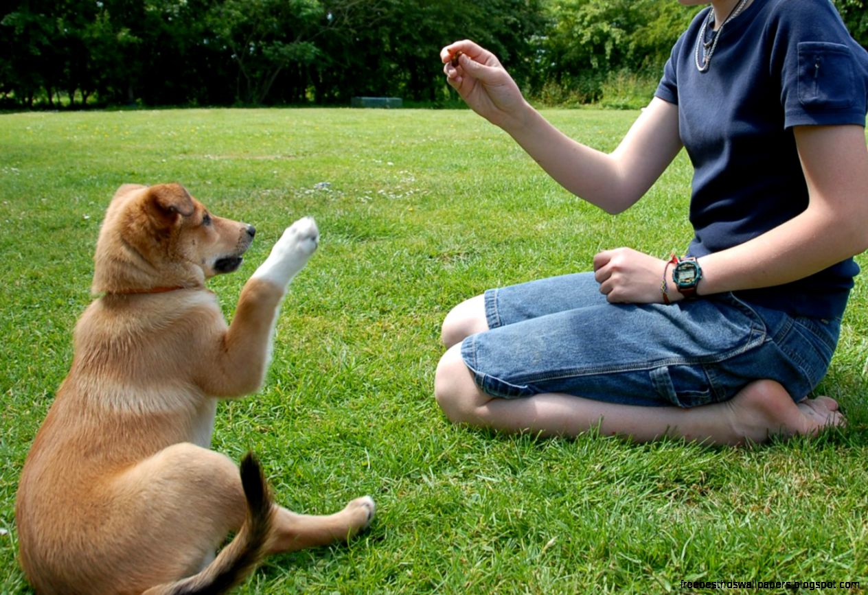 Animal Dog Training Animal Dog Training