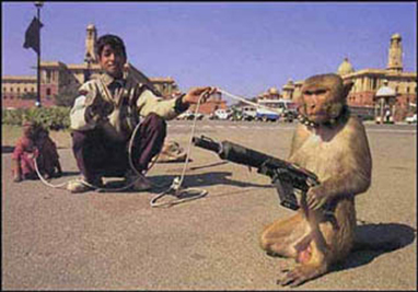 Monkeys Holding Guns