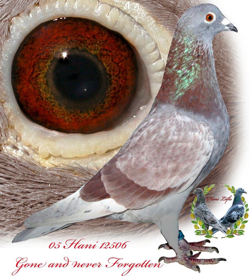 Birds Pigeons Pakistan Creem bar Racing pigeon 2013