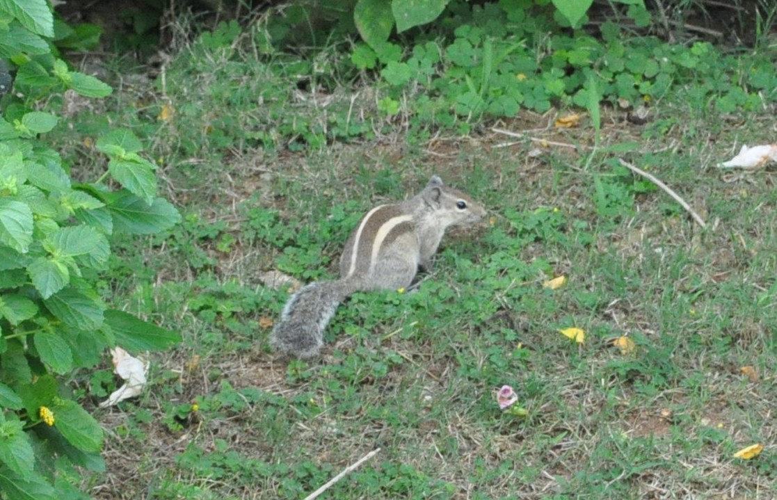 Micha In Indien Indische Tierwelt