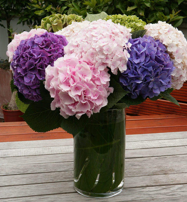 HYDRANGEA Popular ornamental plants kinds of ornamental plants