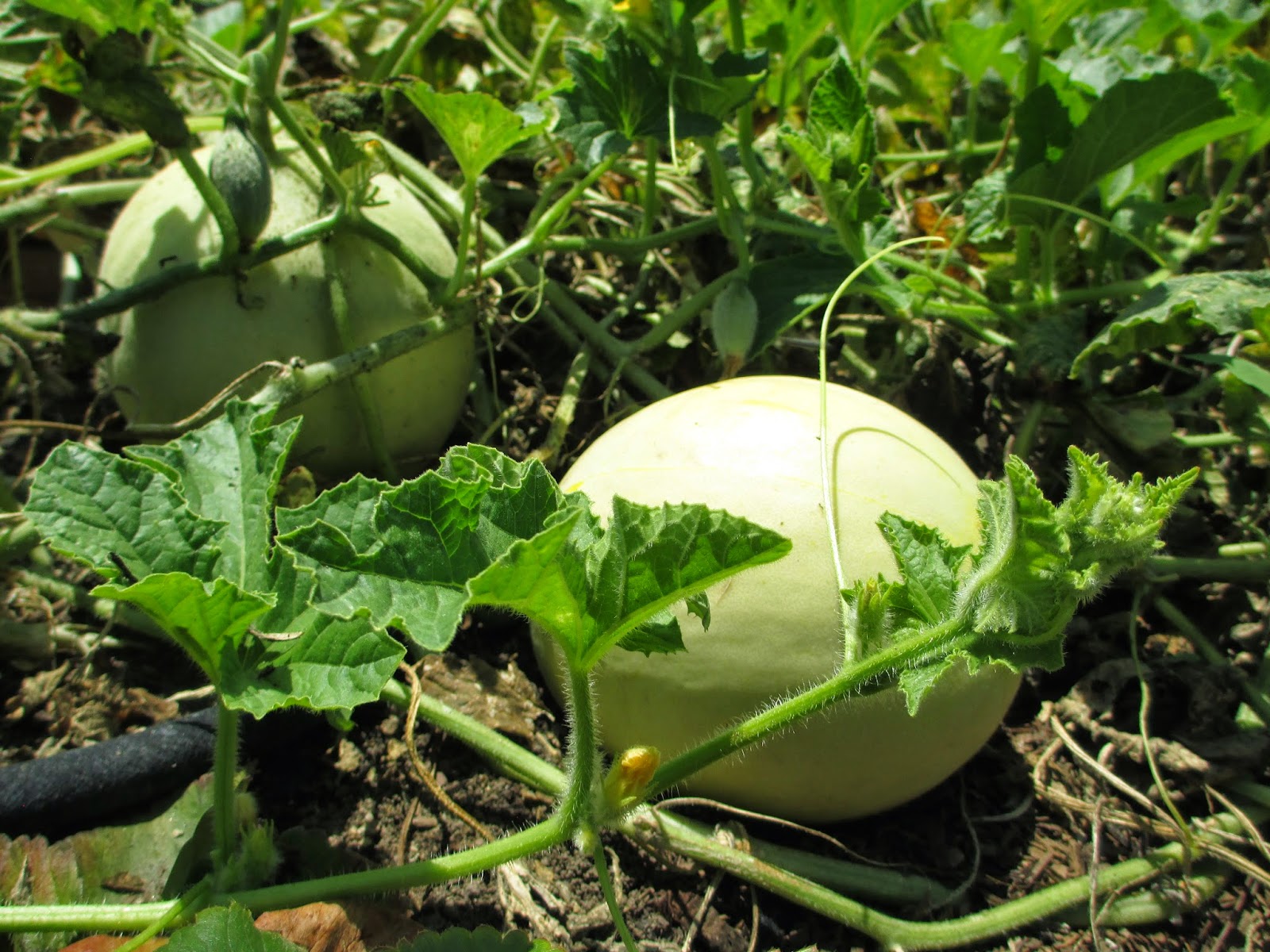 Andie's Way Melon Mayhem