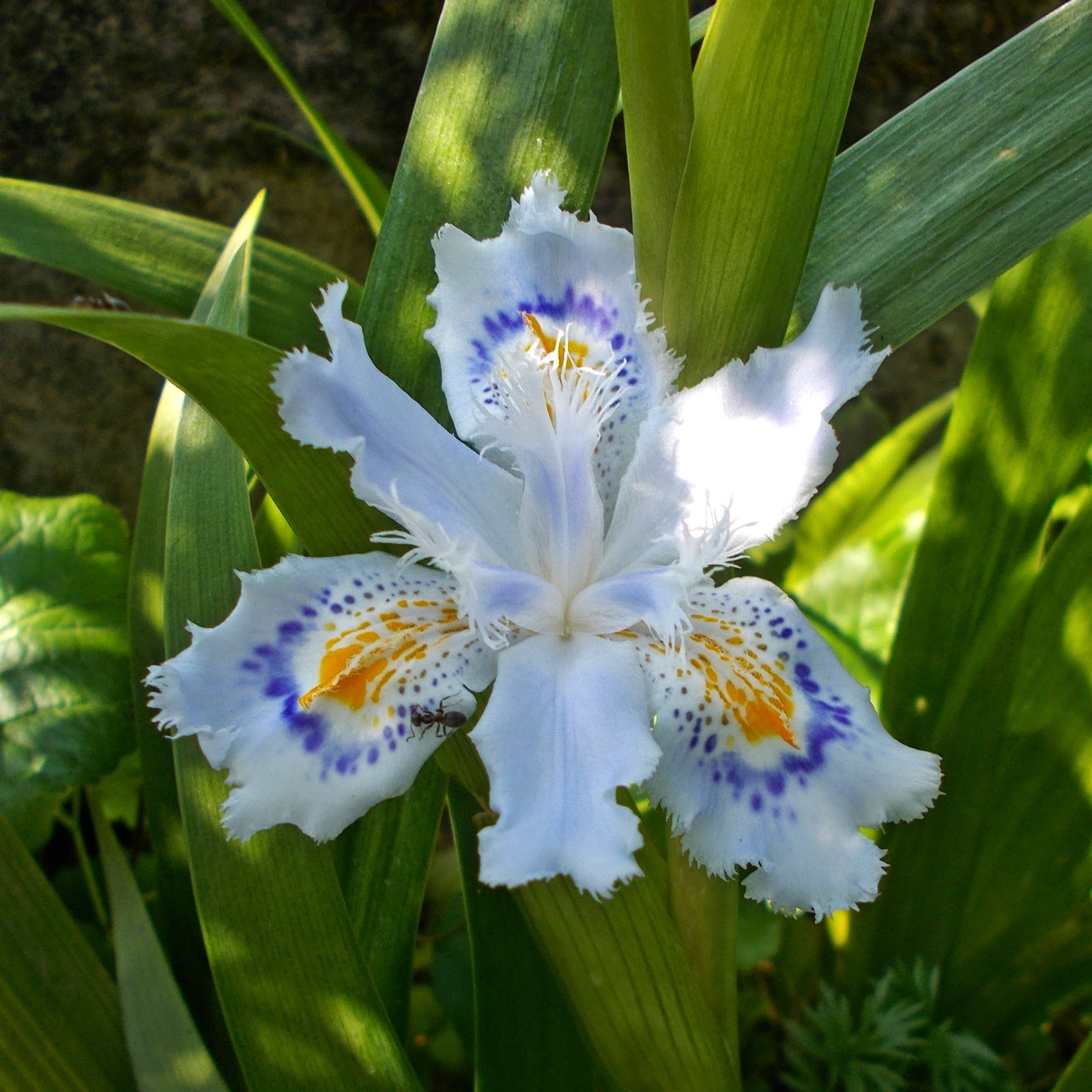 Fiori e fili di Iaia Iris japonica!