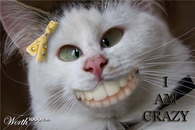 crazy cats