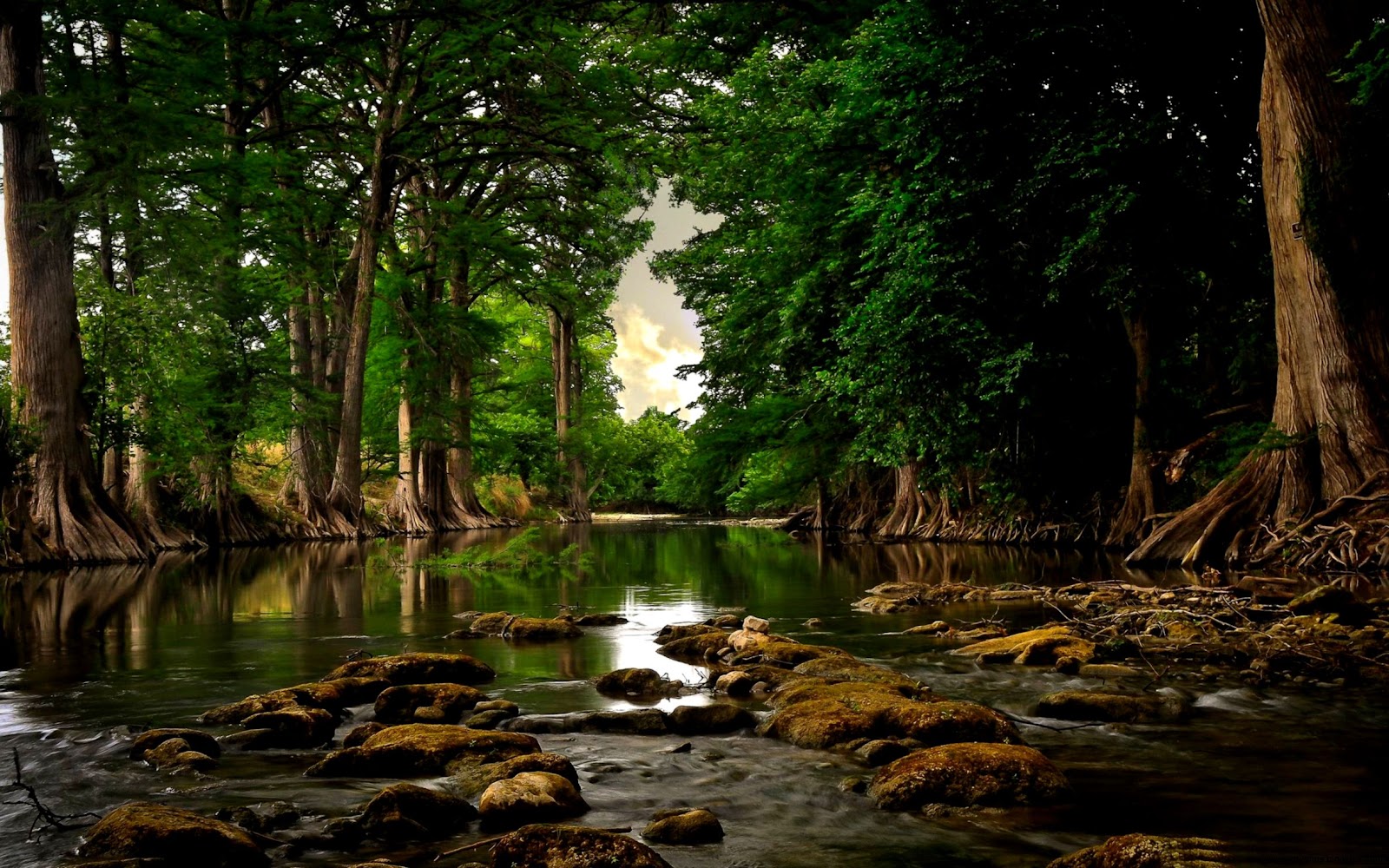 Nature Landscape River Forest Nature Landscape River Forest