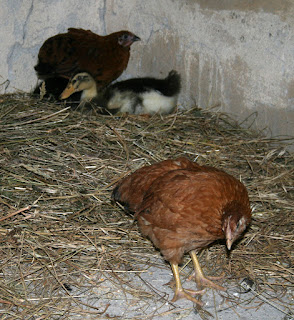 The new arrivals sticking together The new arrivals sticking together