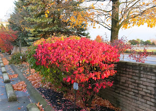 Burning bush, Euonymus alatus, Tuesday, October 28, 2014, 6:08:18 PM