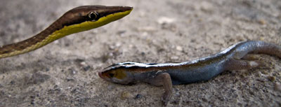 Horse Whip Snake
