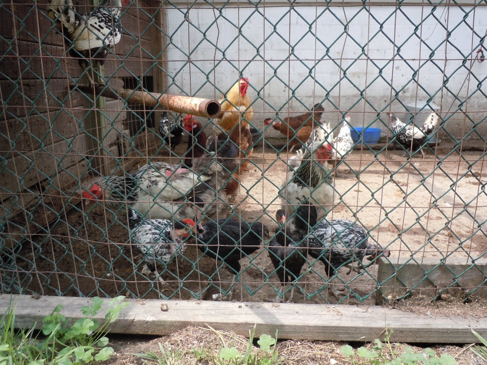 Prison Break! (Chicken Pictures) The Chicken Scoop