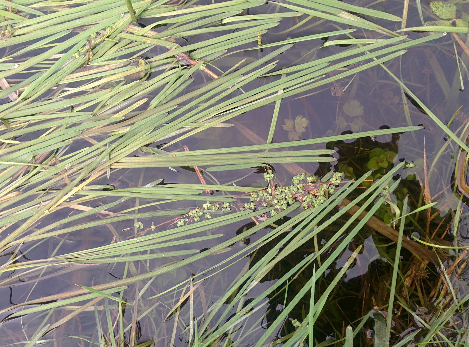 Wild Life Floating SweetGrass