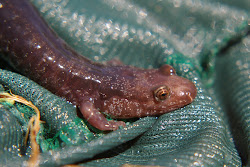 Salamander in North Carolina