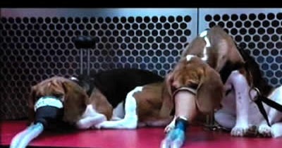 Beauty Notes by Sofia Lyons: Cruelty Free/ No Animal Testing Cosmetics