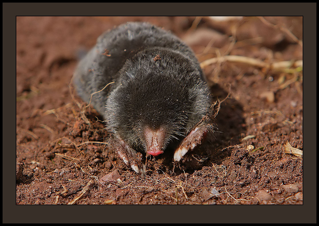 Species of UK Week 26 European Mole (‘Talpa europaea’)