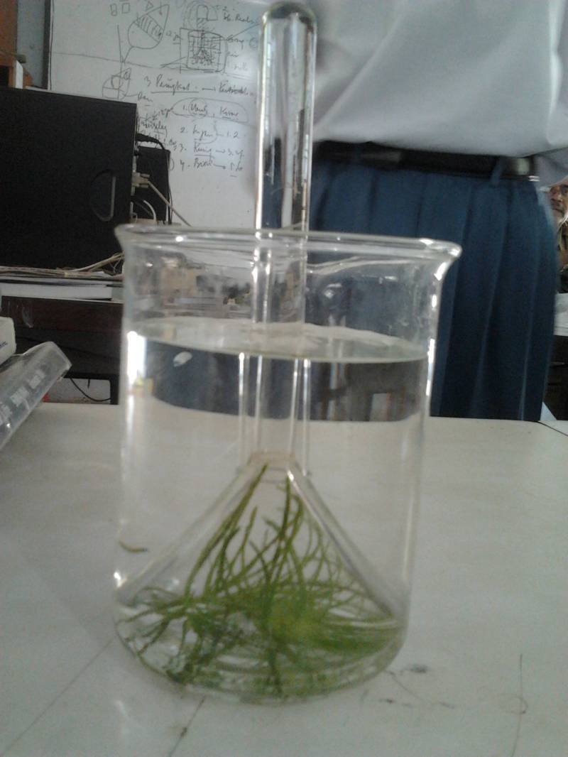 Chocogreentea Percobaan Ingenhousz Chocogreentea Percobaan Ingenhousz