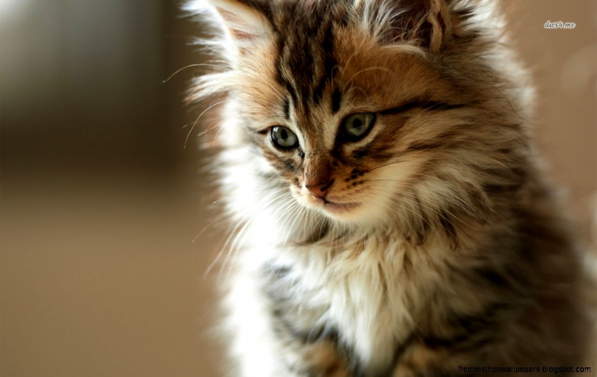 Cute Kitten Fluffy Cat Cute Kitten Fluffy Cat