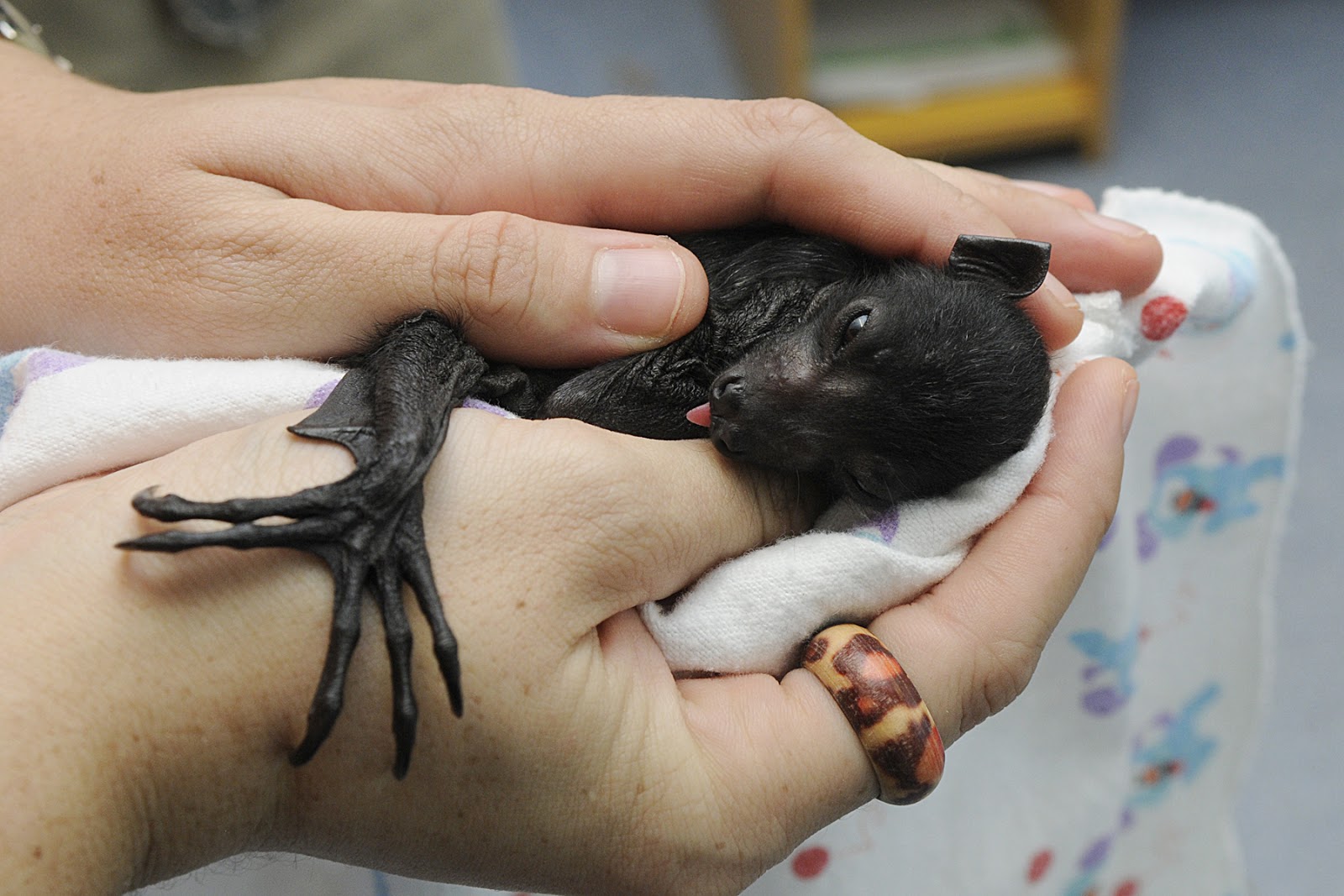 Small Animal Talk Rabies in Australia?