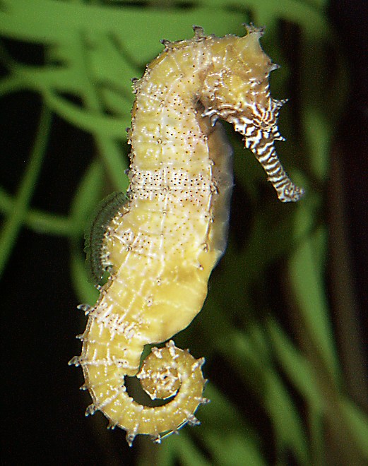 Beautiful Deep Ocean Seahorse & Seadragon
