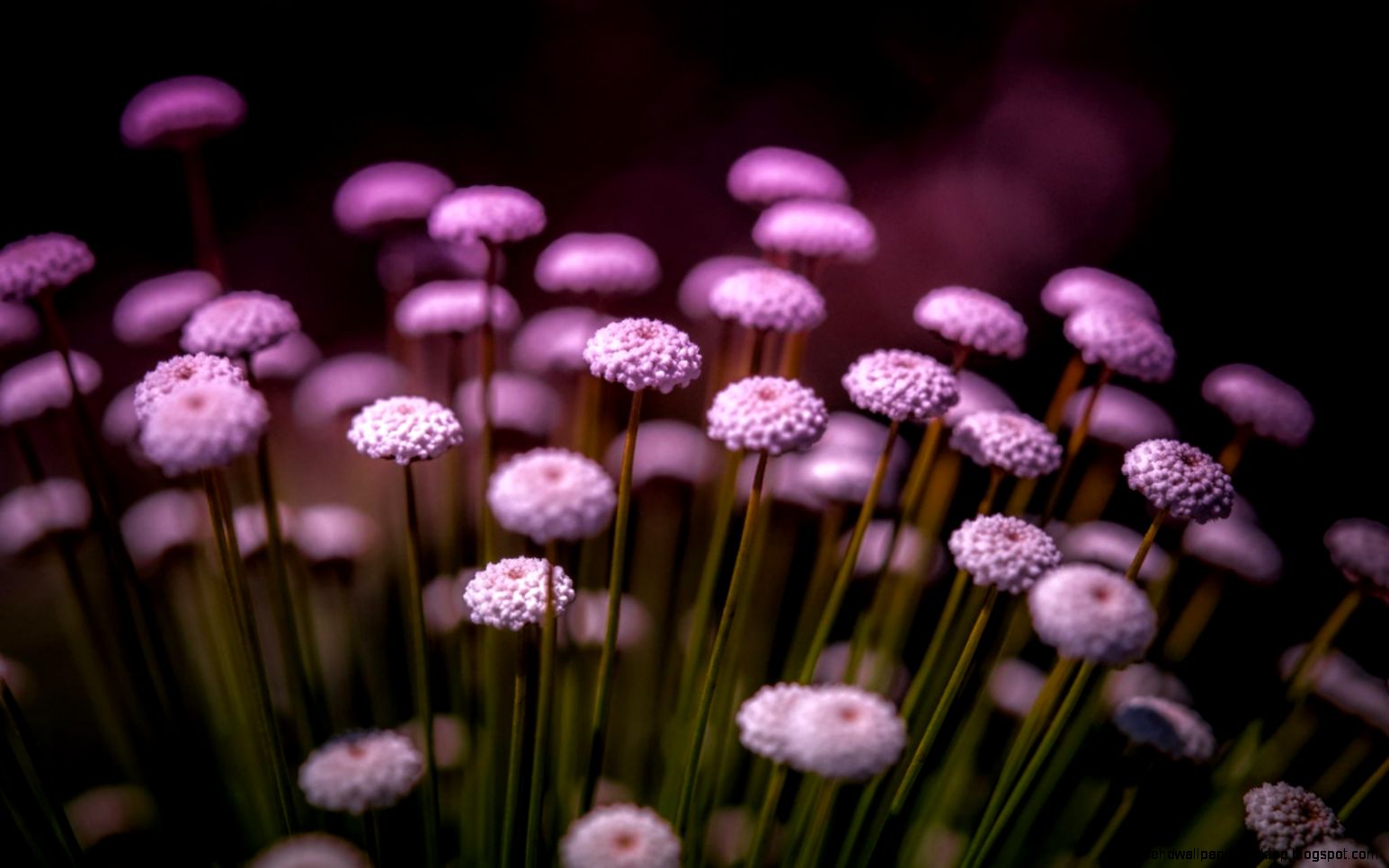 macro flowers photo beautiful nature picture purple wallpaper macro flowers photo beautiful nature picture purple wallpaper