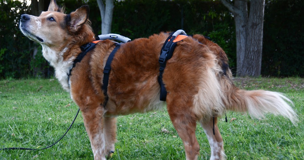 The Dog Geek Product Review Blue Dog Help 'Em Up Harness