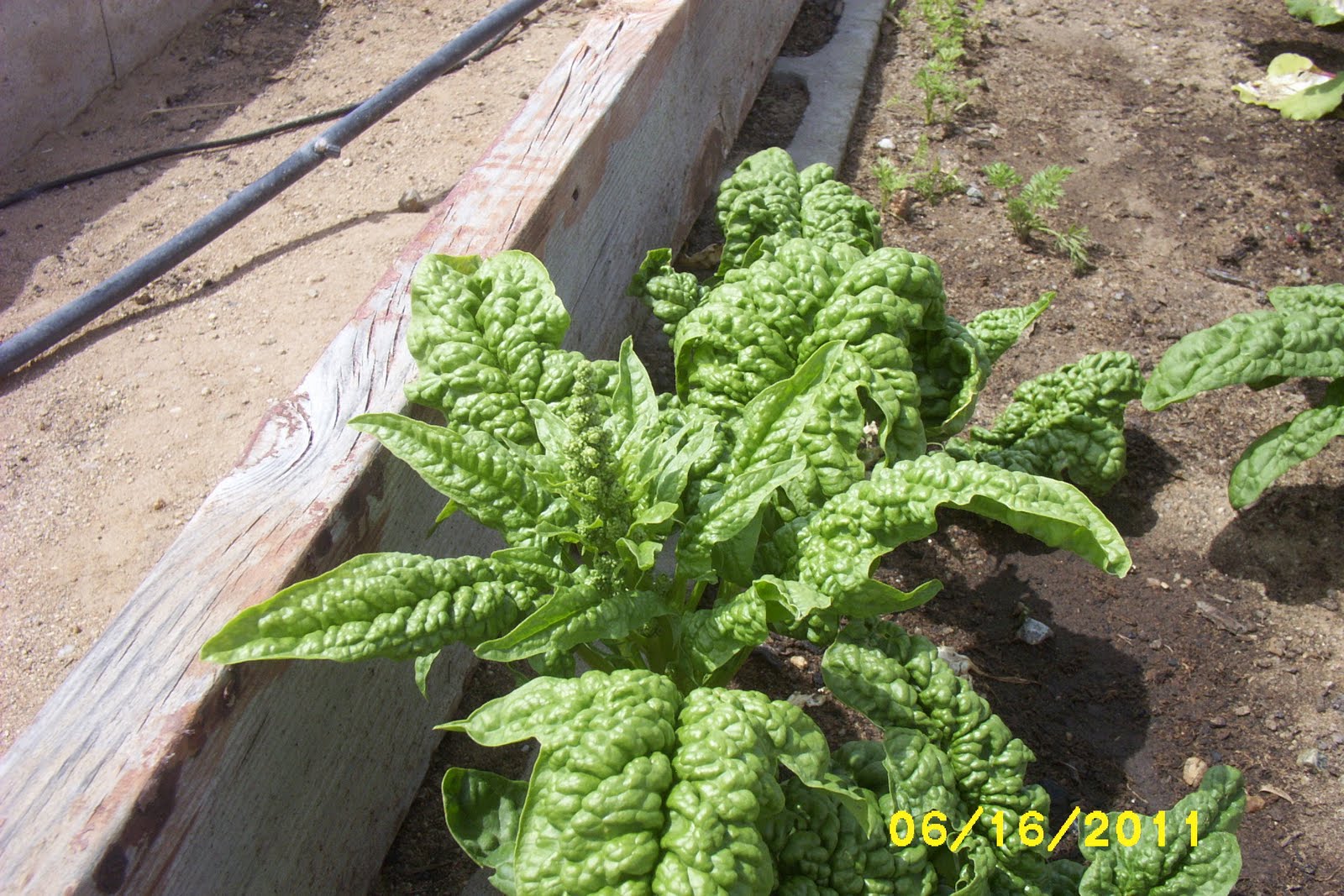 How Does My Garden Grow: Garden Update 6-16
