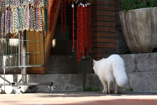 Hvid kat på butiksstrøget i Taormina Sicilien