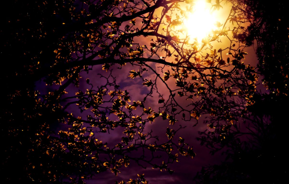 Cherry blossoms against a dramatic sky Brooklyn NY Through Cherry blossoms against a dramatic sky Brooklyn NY Through