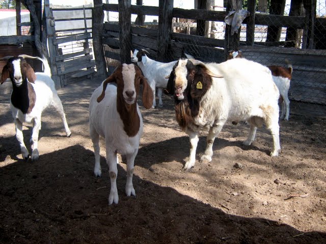 Gavilán, excelente semental - chivo boer de Rancho Montero