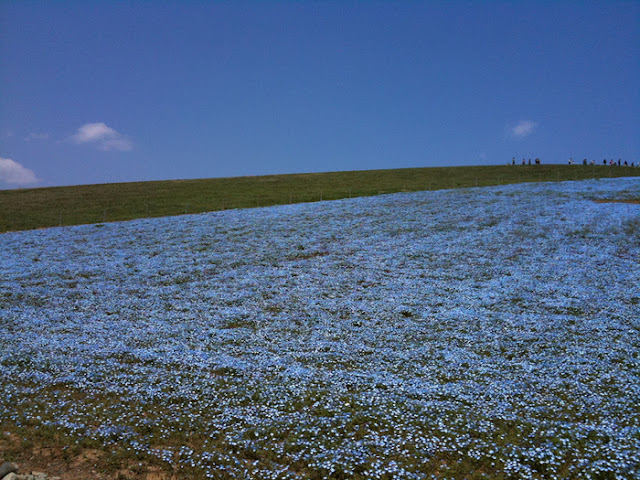  blue_nemophila_field