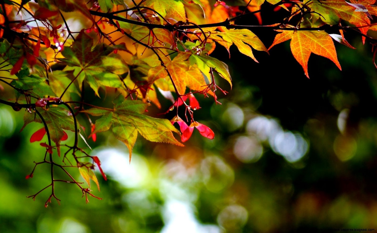 WallSE gt Branches Wallpapers WallSE gt Branches Wallpapers