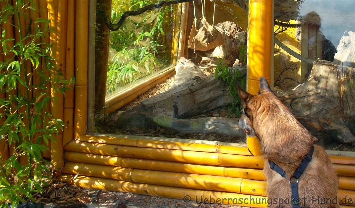 Überraschungspaket Hund ein Hundeblog der zeigt, wie unterschiedlich