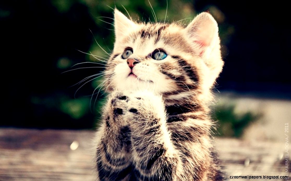 These cute kittens will make you go run to the pet store These cute kittens will make you go run to the pet store