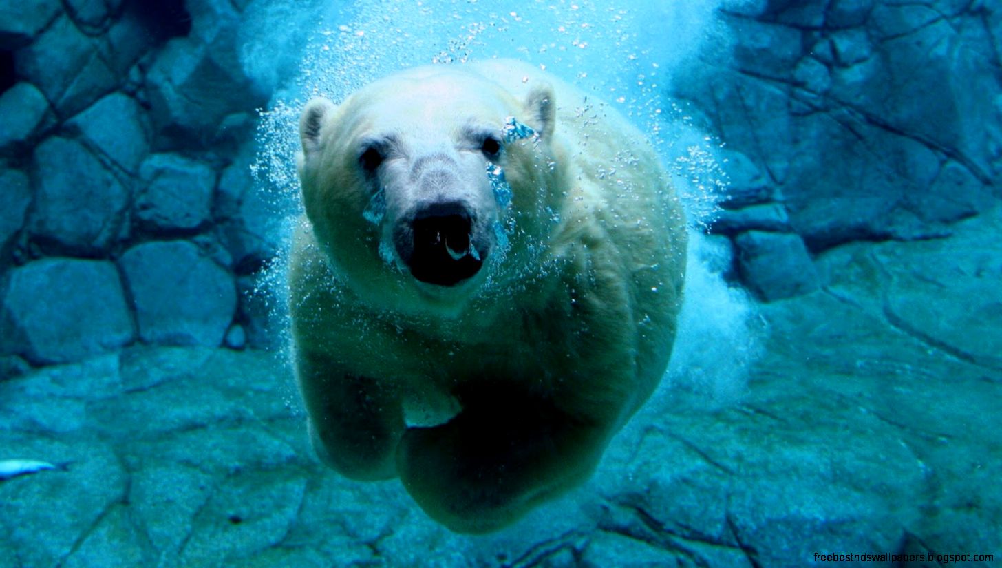 Polar Bear Swimming Underwater Polar Bear Swimming Underwater