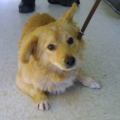 pug and golden retriever mix golden retriever pug mix pictures to pin on pinsdaddy pug and golden retriever mix golden retriever pug mix pictures to pin on pinsdaddy