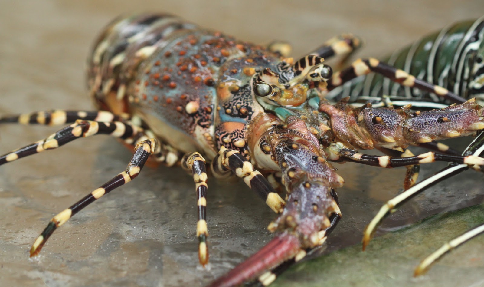 7 Biologically Immortal Organisms The Faces of Immortality