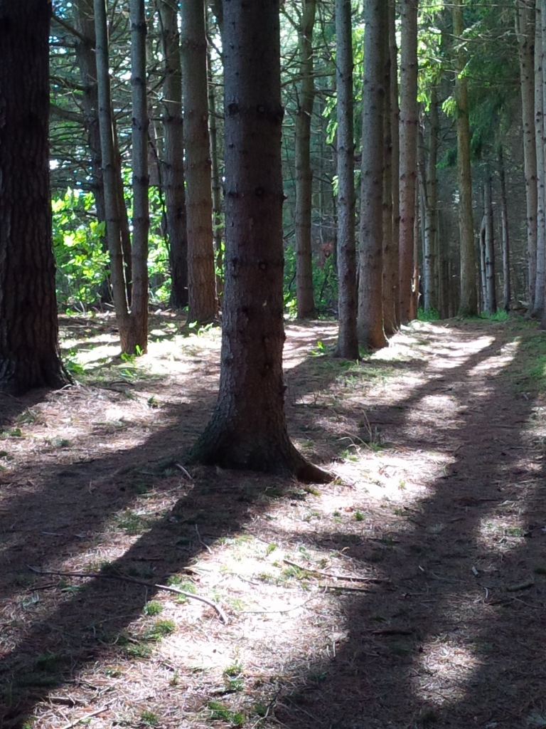 RV Journal Pinehurst Lake