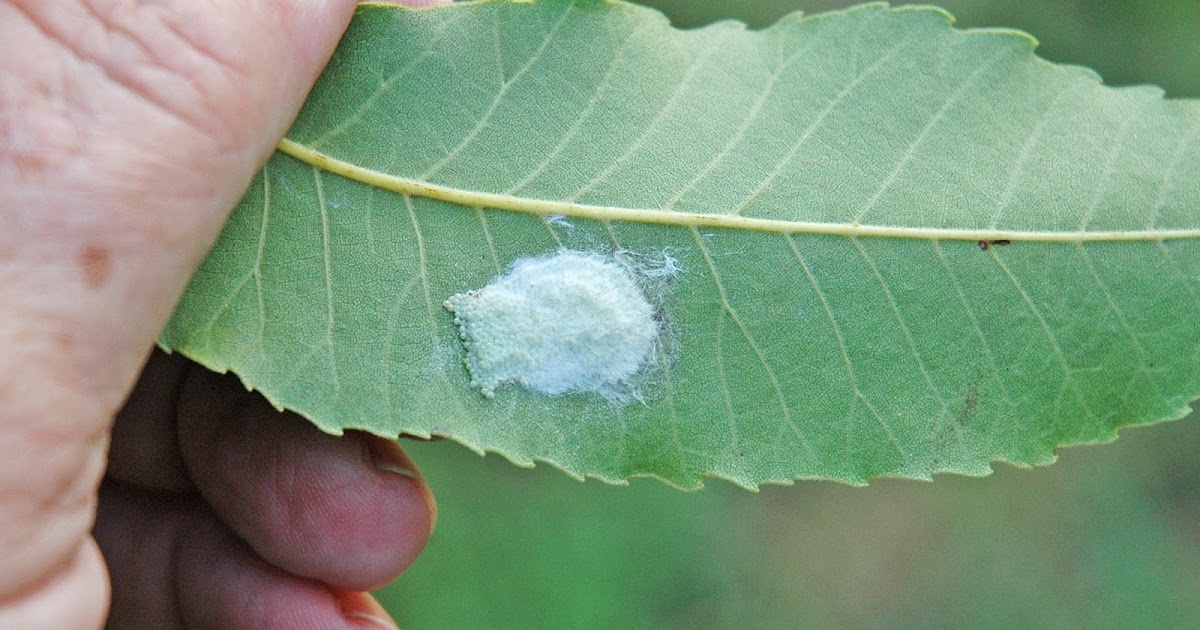 Northern Pecans Second summer generation Fall webworm egg masses spotted