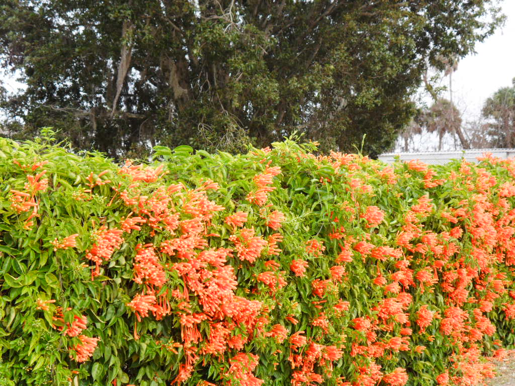 Cottage Creative Living By Egretta Wells Wordless Wednesday