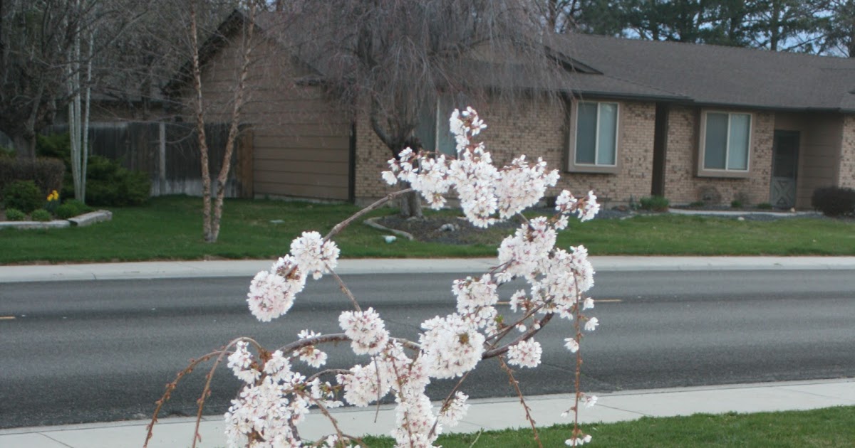 My Boise Life Spring Time in Boise