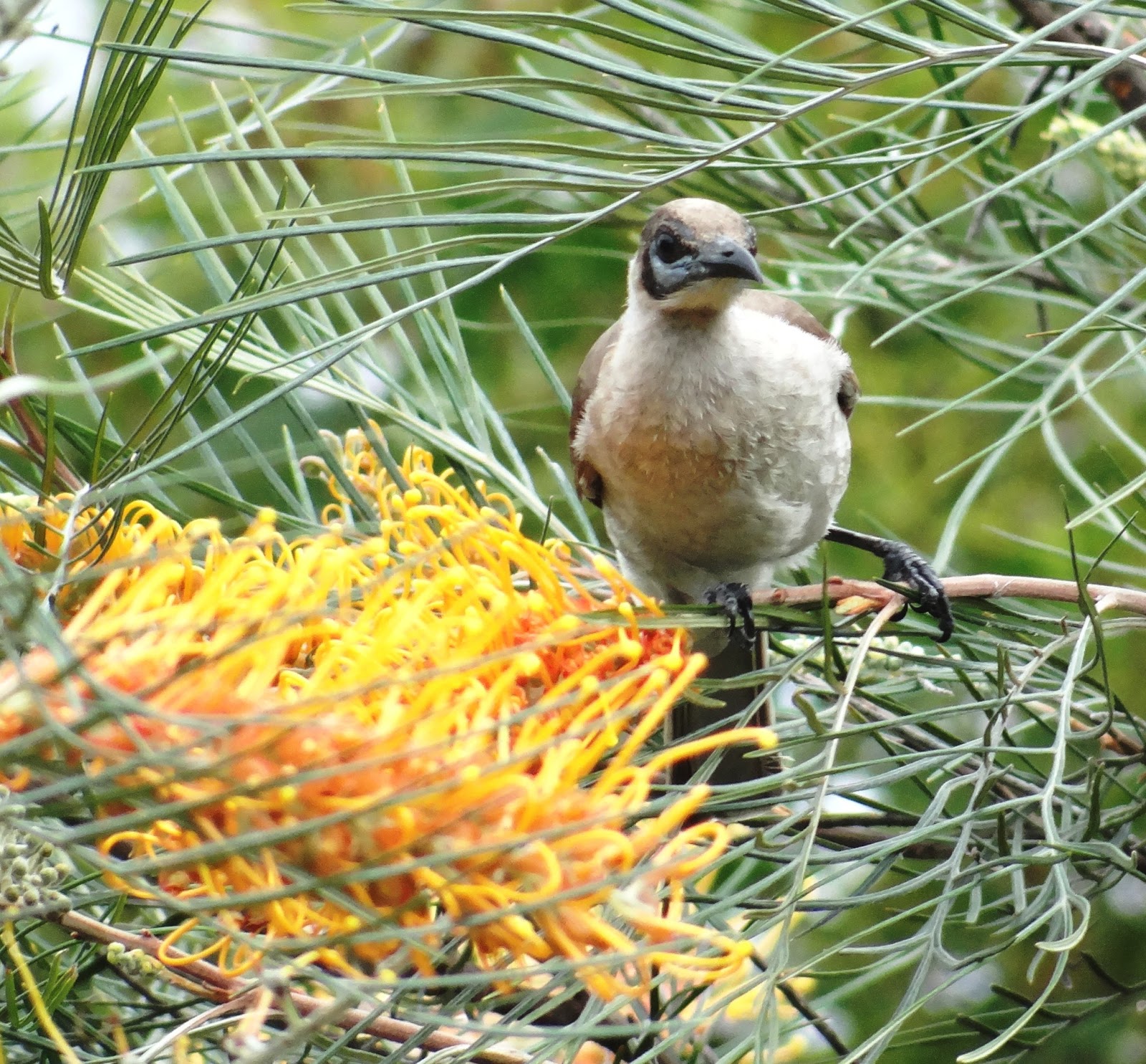 sunshinecoastbirds Birding Bundaberg