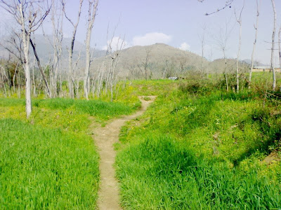 hari maira, hazara