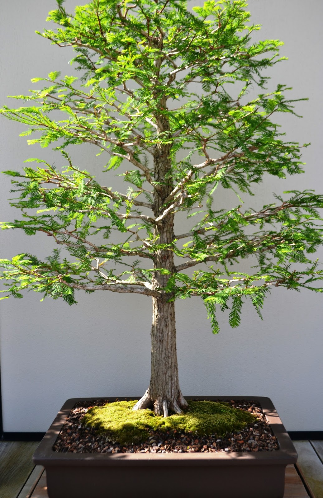 It's All About Purple The Bonsai in Longwood Gardens...
