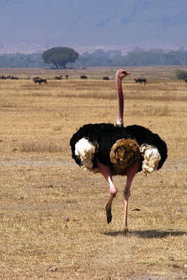 Ostrich in Ngorongoro crater, Tanzania, Africa by JoseeMM