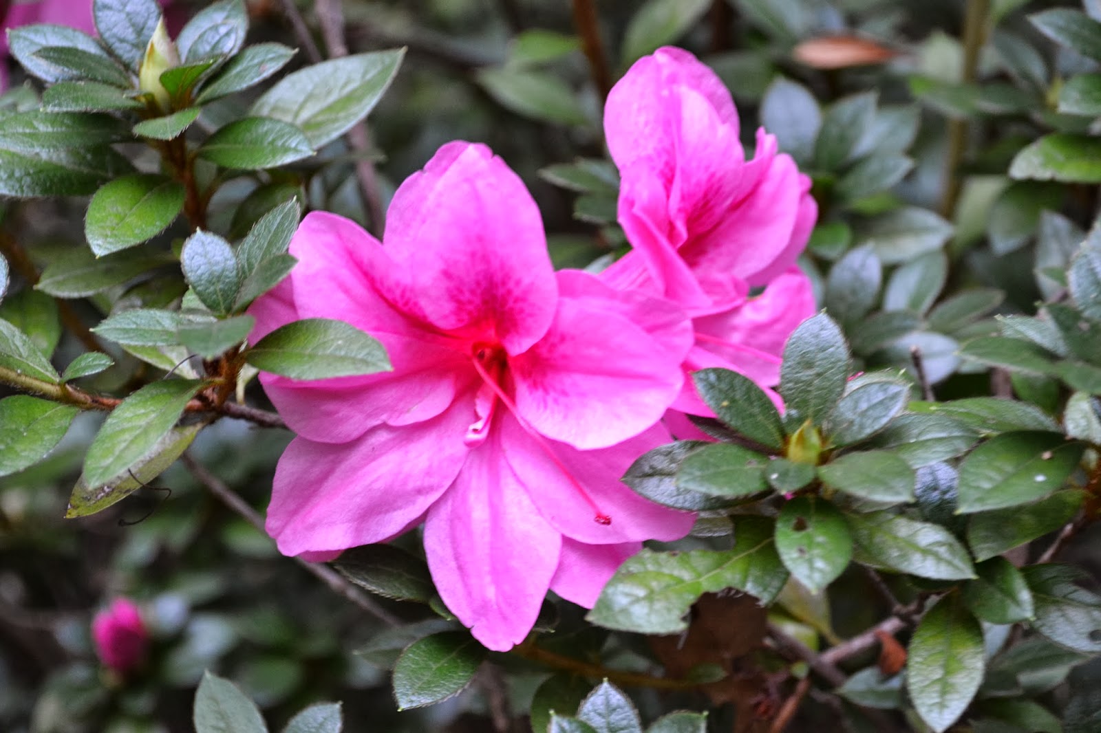 Grow It First Ck Worley Best Essential Oils Atlanta My Front Yard