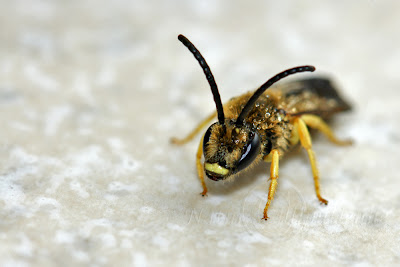 Halictus scabiosae