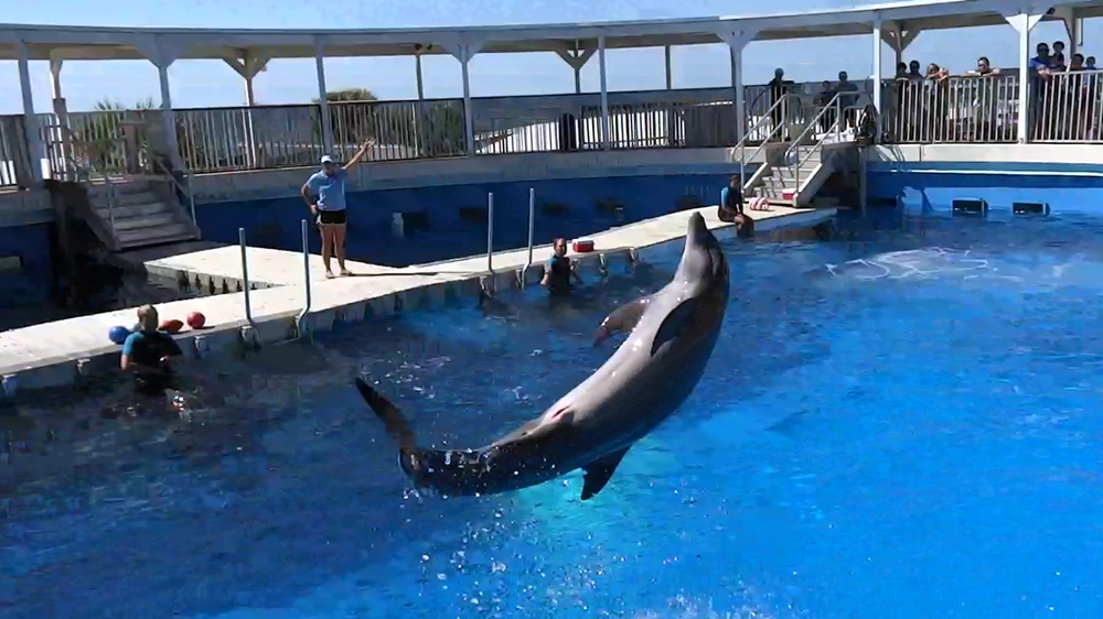 Delfin springt in die Höhe im Gulfarium, Marine Adventure Park in Fort Walton Beach, Florida USA